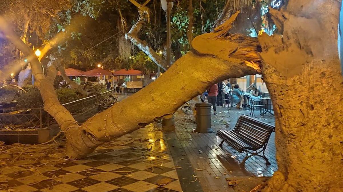 Un árbol cae en la plaza de Las Ranas.