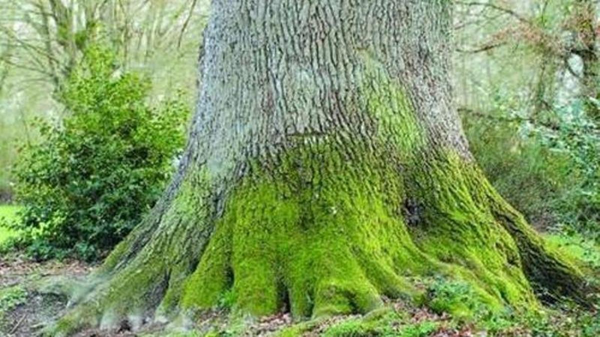 Sobre o carballo,  a árbore de Galicia.