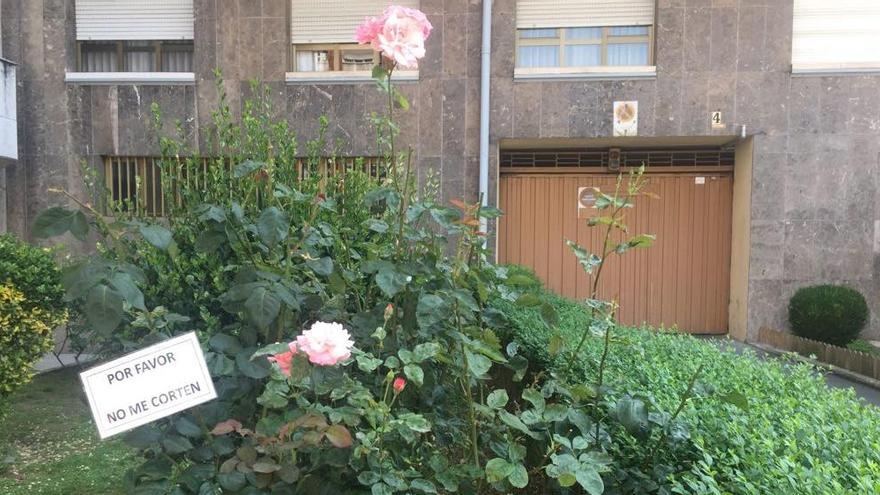 Las rosas de Oviedo piden &quot;clemencia&quot; ante los incívicos