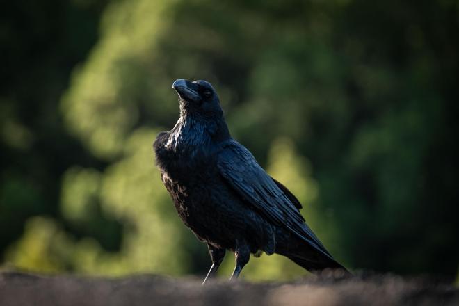 Visita al cono volcánico del Tajogaite