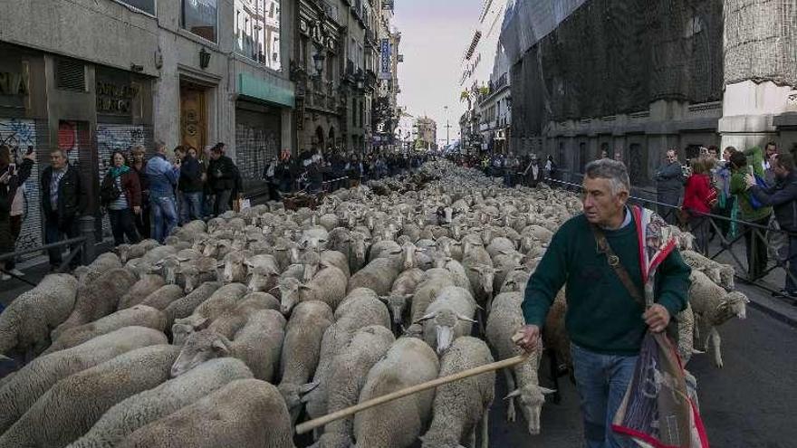 Un pastor con el rebaño camino de Cibeles.