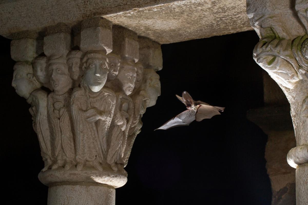 Un ejemplar de orejudo gris (Plecotus austriacus).