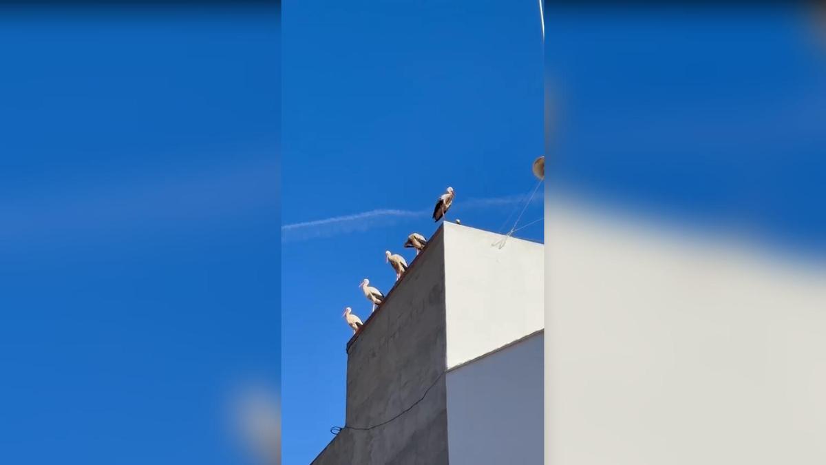 Cinco cigüeñas se posan sobre el tejado del Ayuntamiento de Quesa