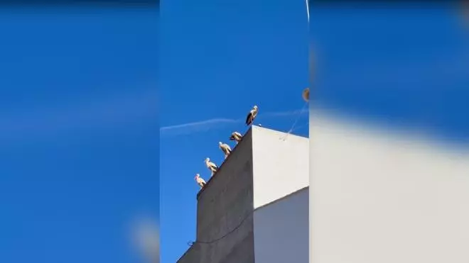 Cinco cigüeñas se posan sobre el tejado del Ayuntamiento de Quesa