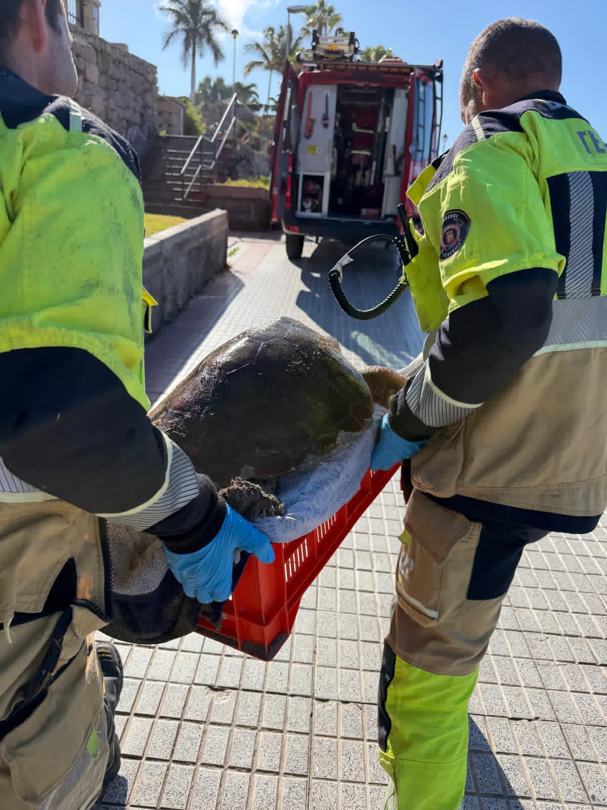 Rescatan una tortuga boba en Adeje