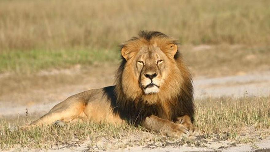 Zimbaue no juzgará al asesino del león Cecil