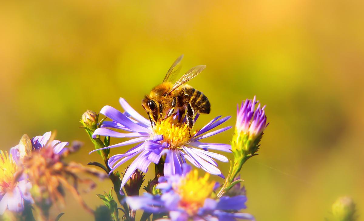 Ejemplar de abeja melífera.