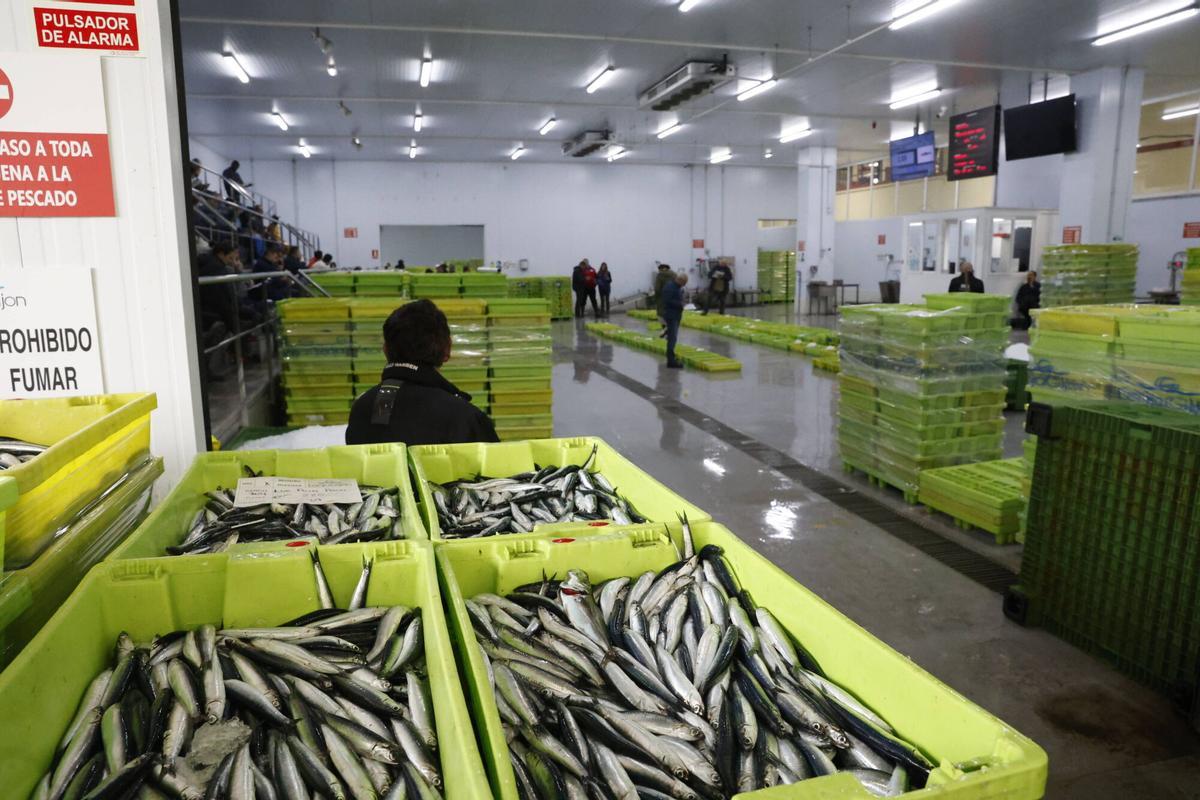 EN IMÁGENES: "Intensa y épica" descarga en Lonja Gijón: más de 65.000 cajas de bocarte y 550.000 kilos de pescado rulado