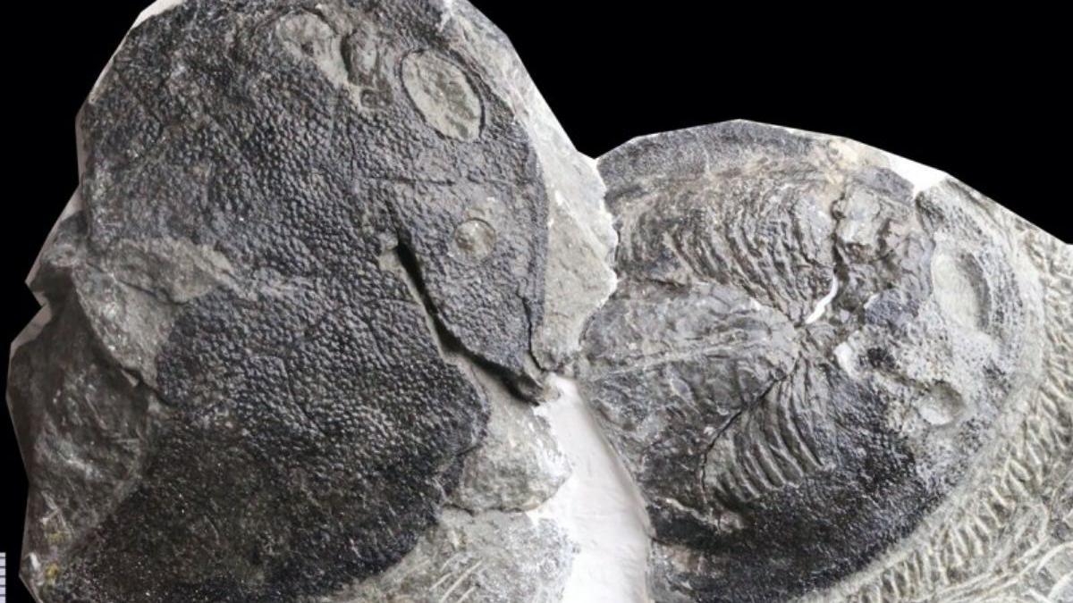 El primer fósil de galeáspido de 419 millones de años completamente conservado, con filamentos branquiales en la primera cámara branquial.