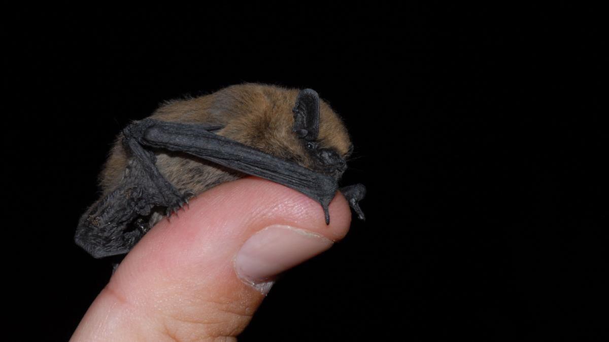 zentauroepp32639178 sociedad   pipistrellus pipistrellus  alias murci lago180923202632