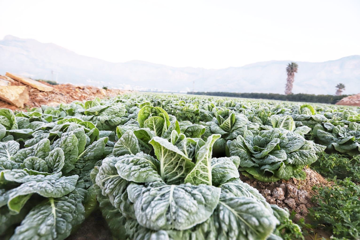 Los cultivos de la Huerta de Riguero de Poniente amanecen helados