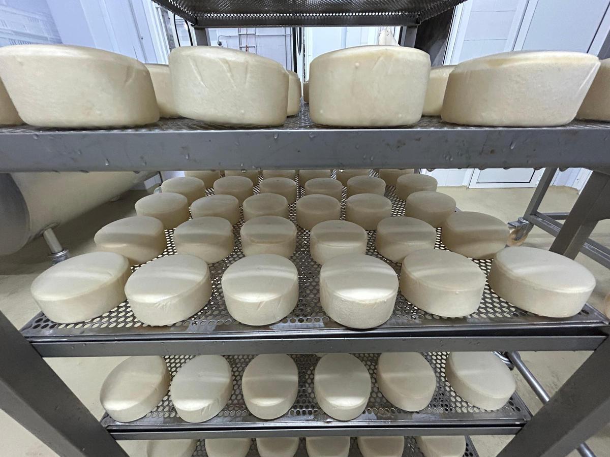 EN IMÁGENES: La quesería La Arquera y El Guaje, de Salas, "a pleno rendimiento" en la producción de Afuega'l Pito