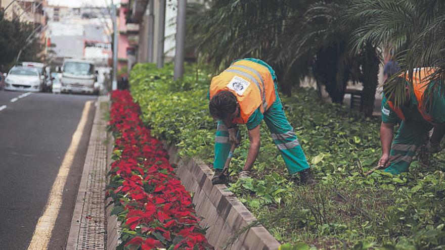 Jardines en Santa Cruz de Tenerife.