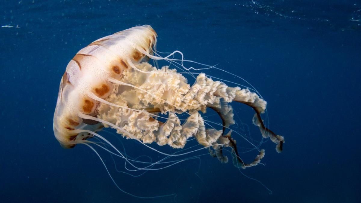 En verano proliferan las medusas en la costa
