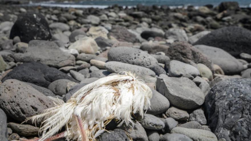 Animales decapitados, altares y  basura &#039;adornan&#039; la costa de Jinámar