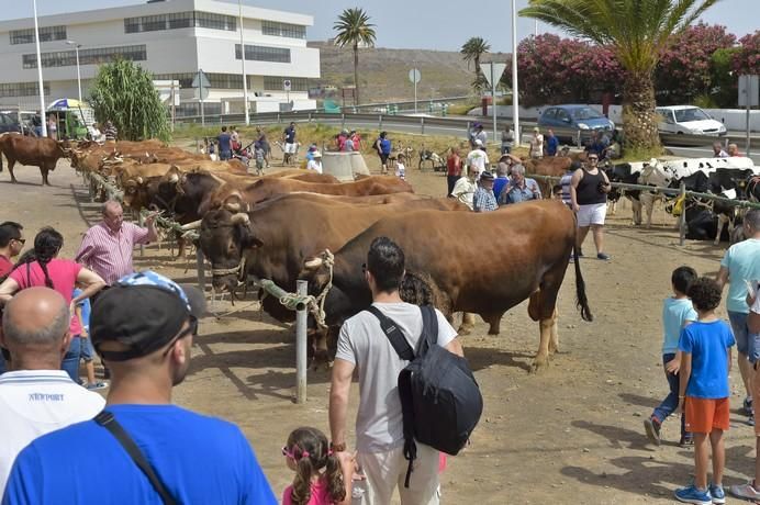 Muestra de ganado por las fiestas de San Juan