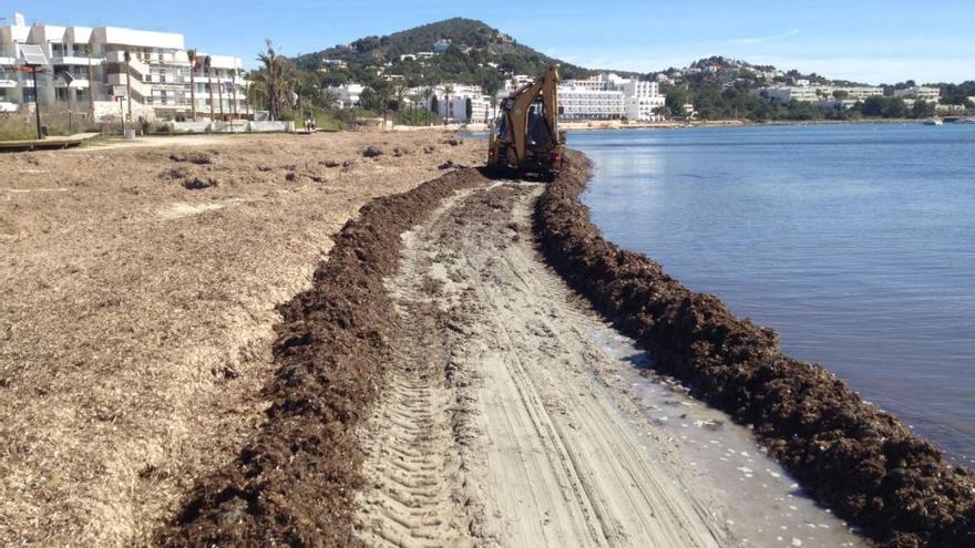 Ibiza implanta un sistema de recogida sostenible de la posidonia en las playas