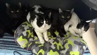 Rescatan 23 gatos de un piso de Vigo tras el desahucio de su inquilina: «Foi un caos e un desastre»