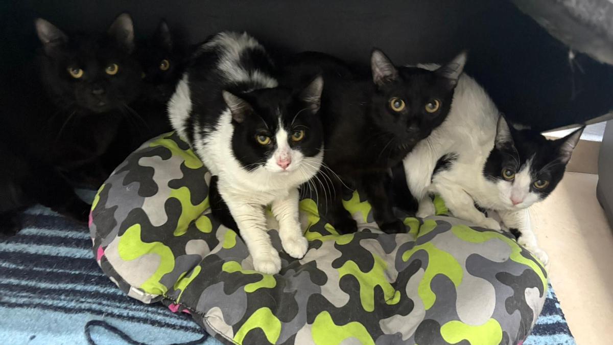 Proyecto Gato rescata 23 felinos tras un desahucio en Vigo