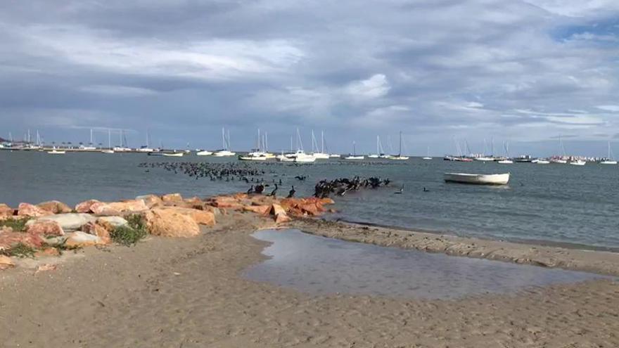 Los cormoranes se dan un festín de mújoles en La Ribera