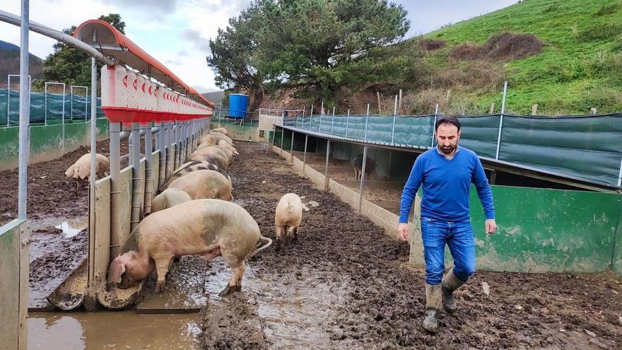 Domingo López, ayer, supervisando a los animales durante el acto de presentación del proyecto. | T. Cascudo