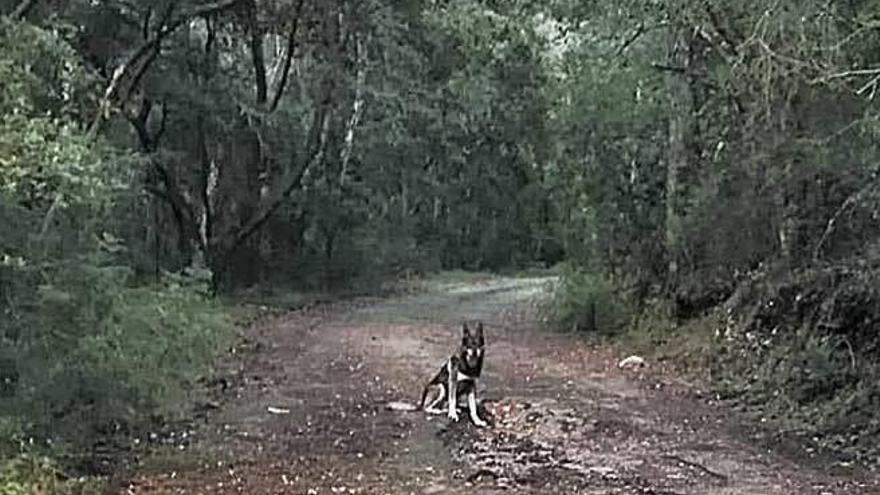 Anwohnerin sichtet ausgebüxten Wolfshund verletzt in Puigpunyent