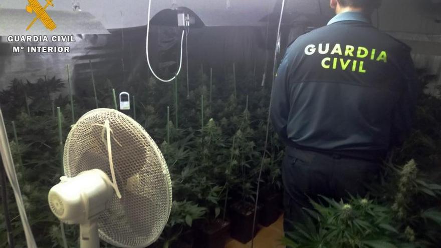 Desmantelada una plantación de marihuana en una vivienda de Lucena