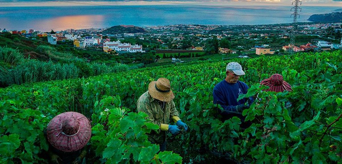 Vinos de Tenerife