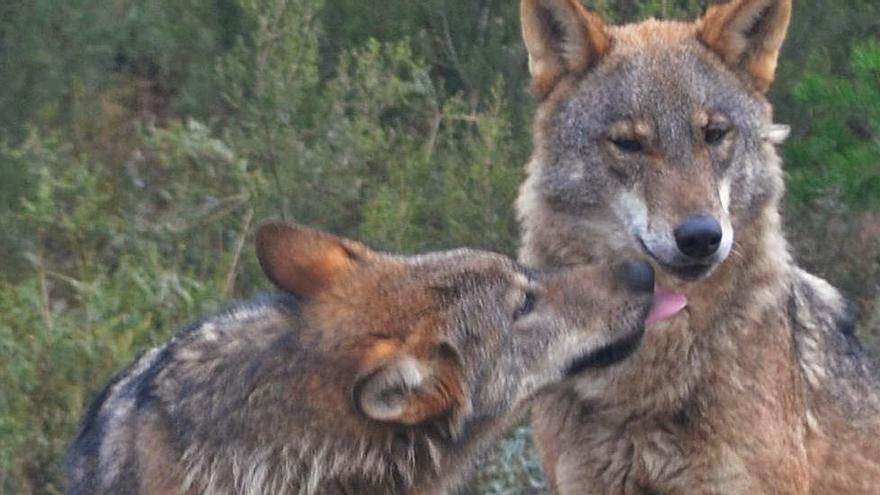 Lobos en el centro de la Fundación Patrimonio Natural de Castilla y León