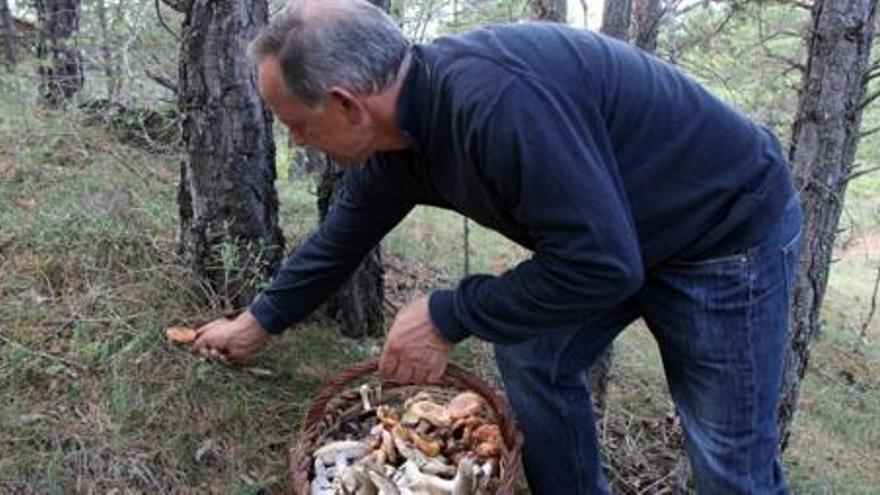 El Ripollès encara no ha definit els límits de la llicència de boletaire