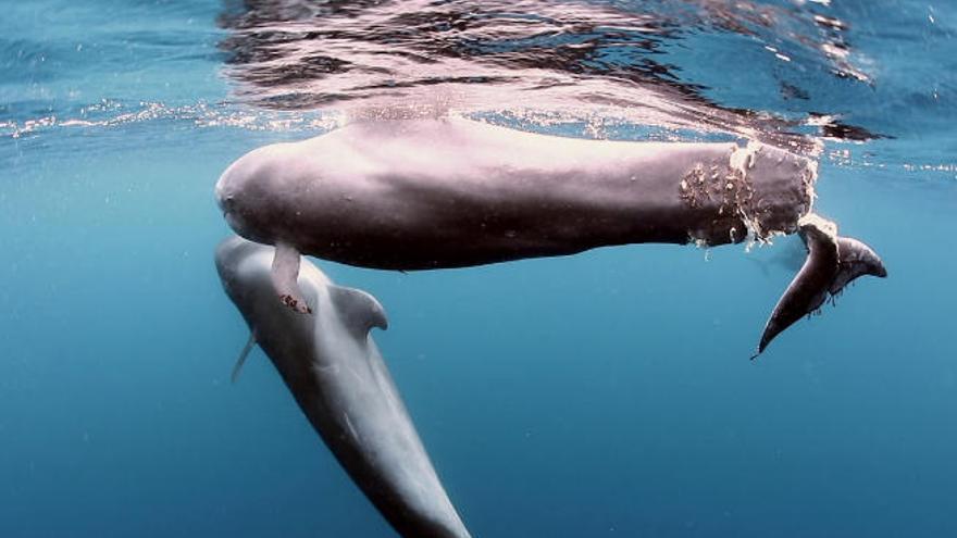 Impactante imagen de un cachalote con la cola seccionada por un barco tras chocar con él en aguas de Canarias.