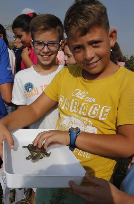 El Oceanogràfic suelta diez galápagos en la Albufera