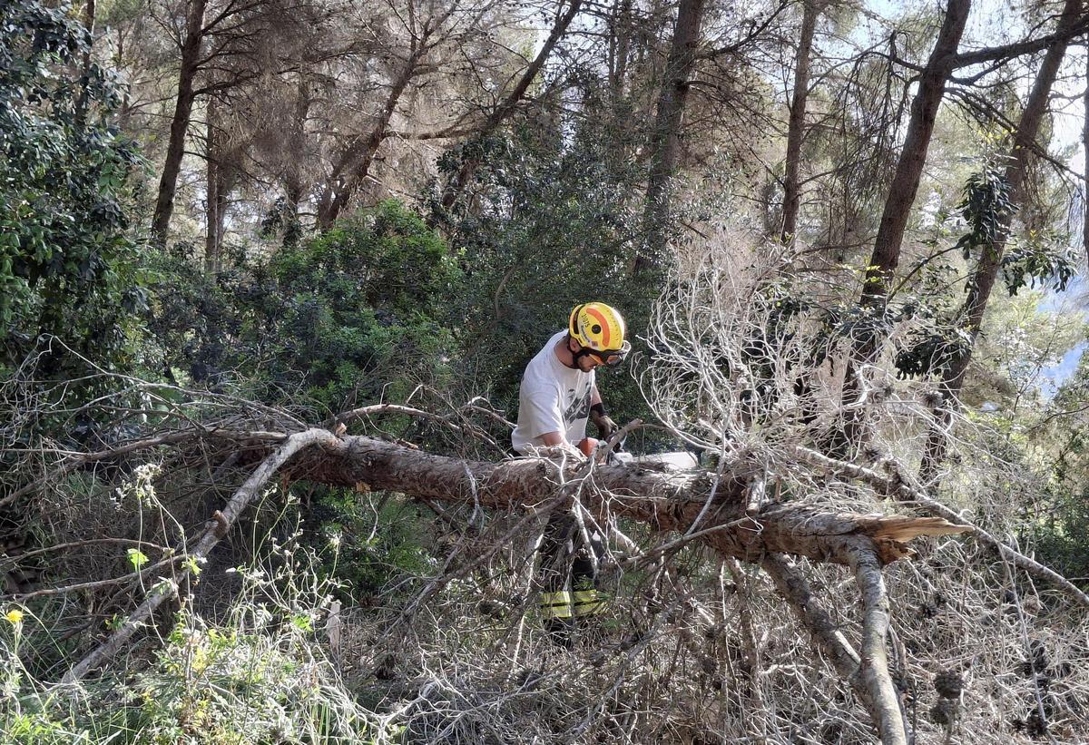 Los trabajos forestales llevados a cabo en el Pinaret de les Escoles