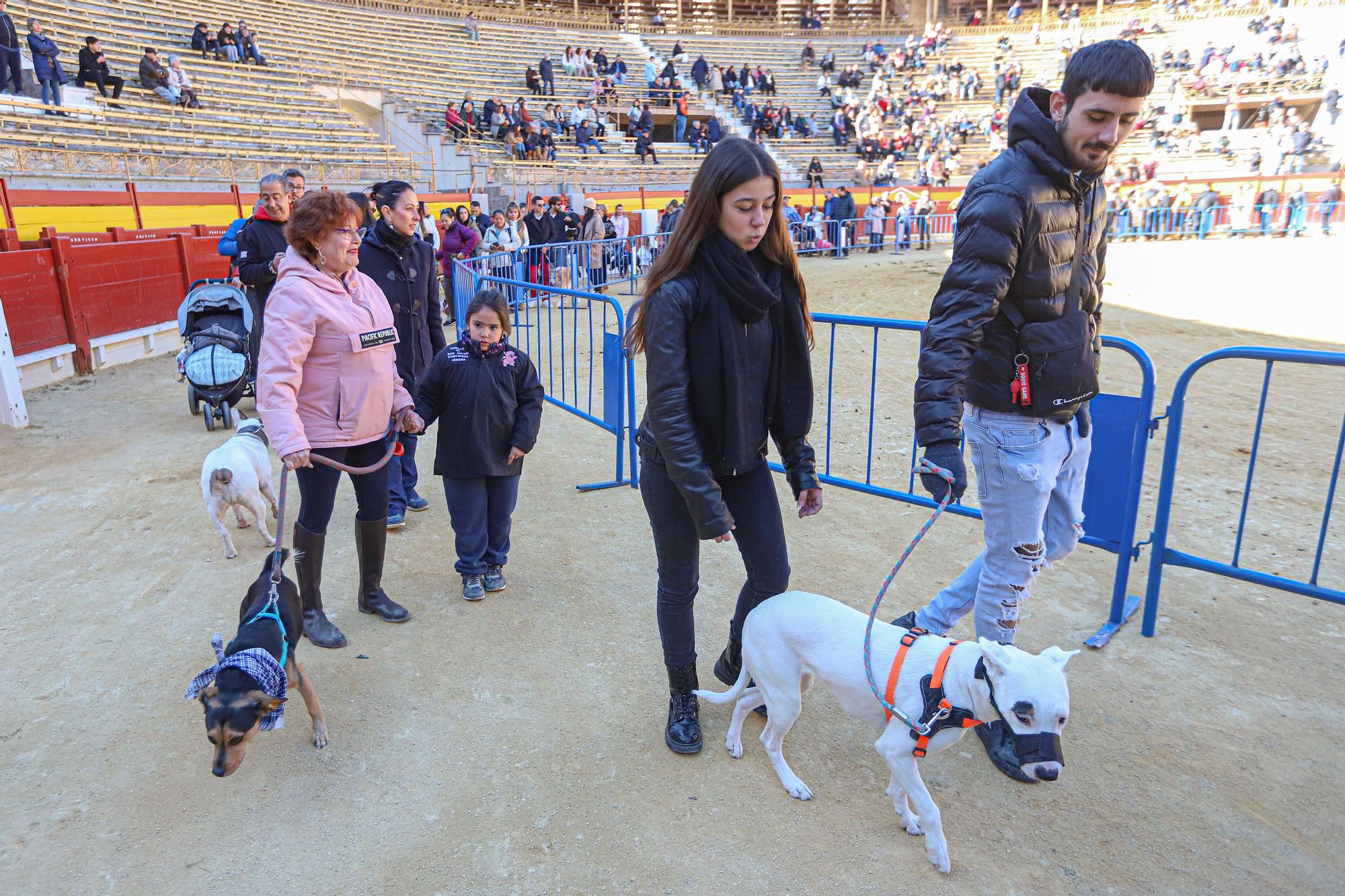 Concurso ecuestre y Bendición de animales por San Antón en Alicante