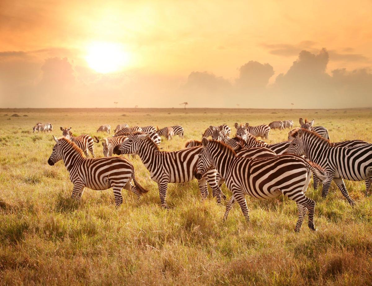 Zebras, Kenia, África