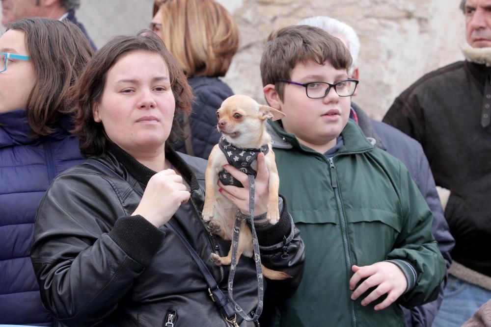 Bendición de los animales en Cartagena