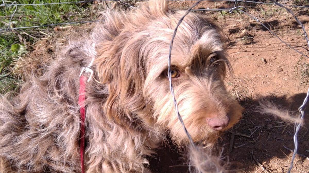 Perrita de una finca colindante que fue rescatada de una lazo trampa.