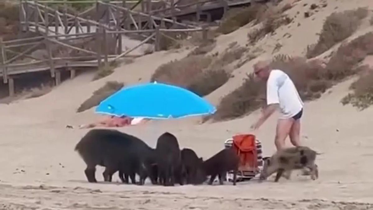 Una piara de jabalíes irrumpió en la playa de Cabopino de Marbella.