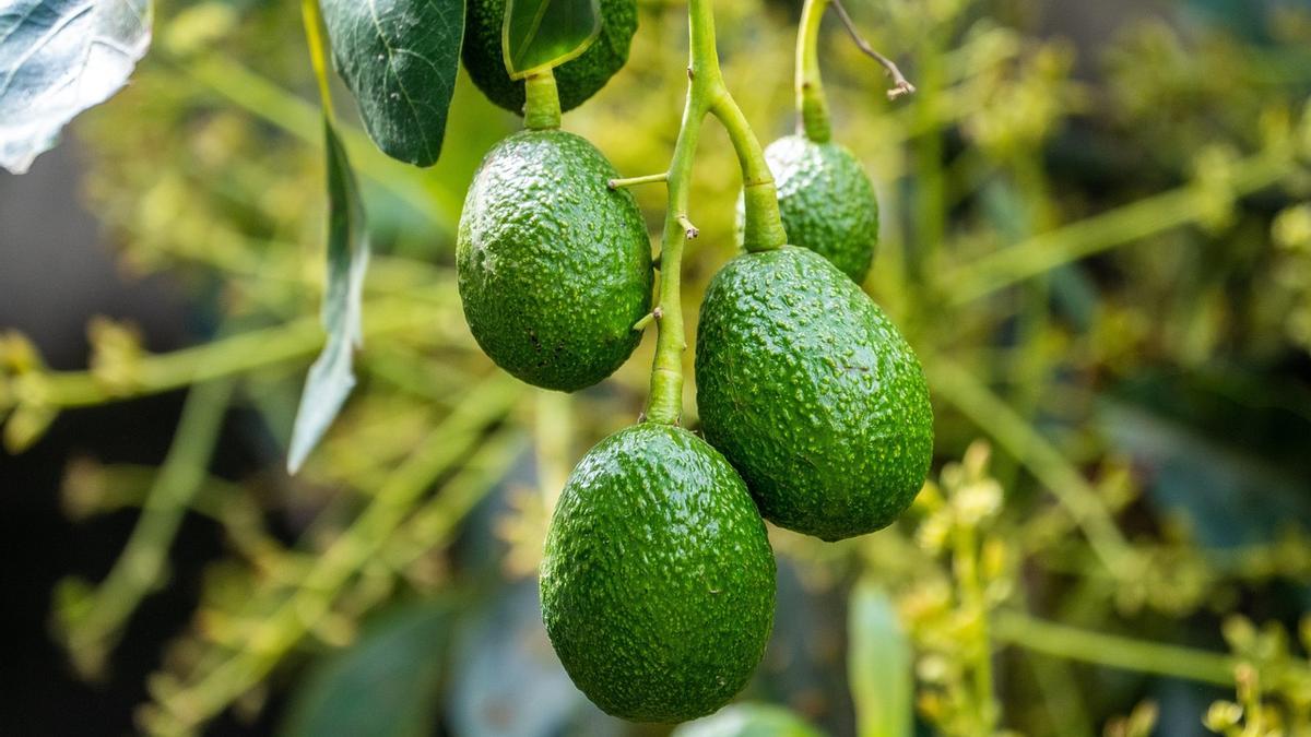 Adiós a las canas: empieza a comer aguacate y verás lo que pasa