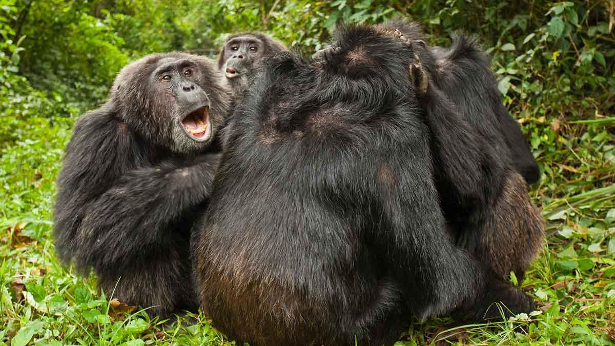 Varios chimpancés adultos, viejos amigos del parque nacional de Kibale de Uganda