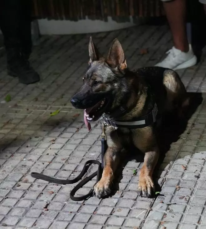 Galería: Summer, la perra antidrogas que vuelve a Ibiza este verano para luchar contra el narcotráfico
