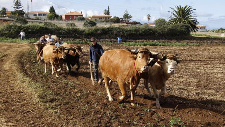 Un grupo de agricultores canarios trabaja la tierra en una explotación de las Islas.