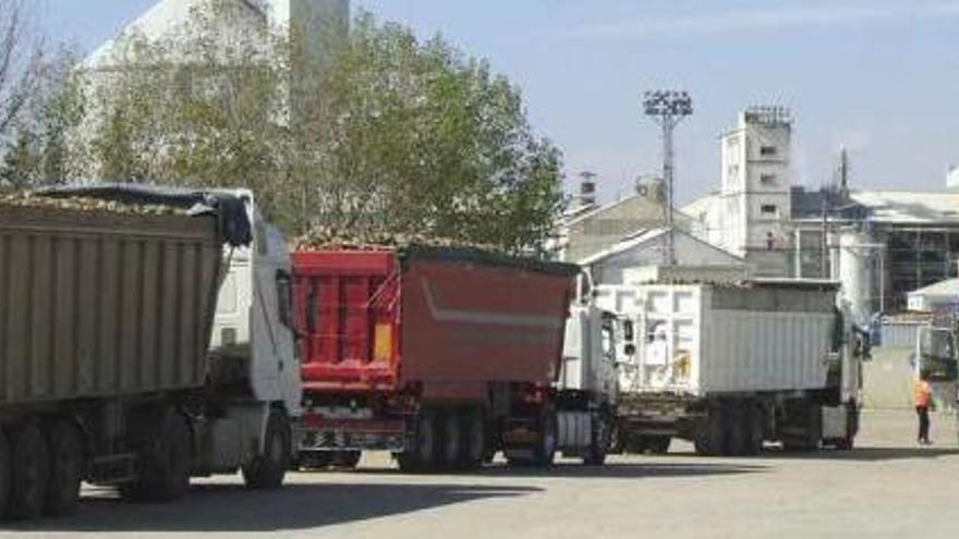 Transportistas esperan su turno para entregar remolacha en las instalaciones de la fábrica toresana. Foto