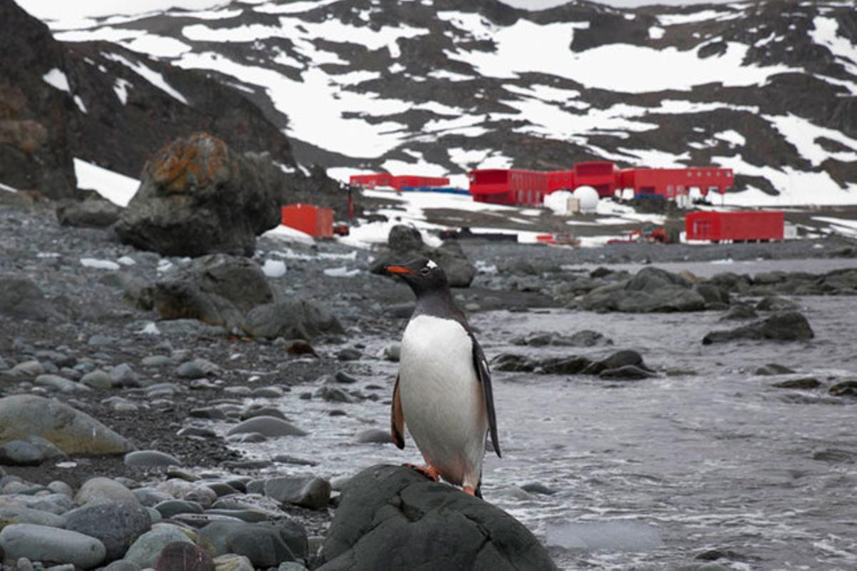 Un pingüí, amb la base espanyola Joan Carles I, al fons.