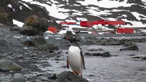 Un pingüino, con la base española Juan Carlos I, al fondo.