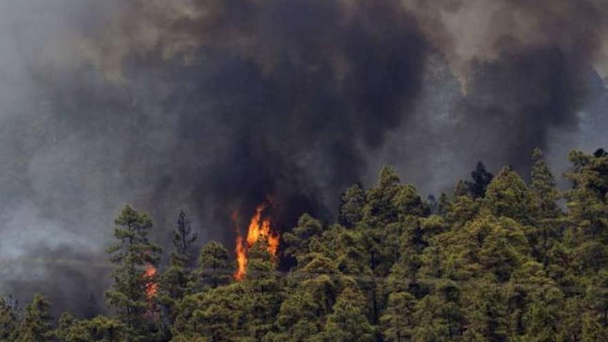 Las llamas en el municipio tinerfeño de Adeje, camino del parque natural del Teide. / reuters