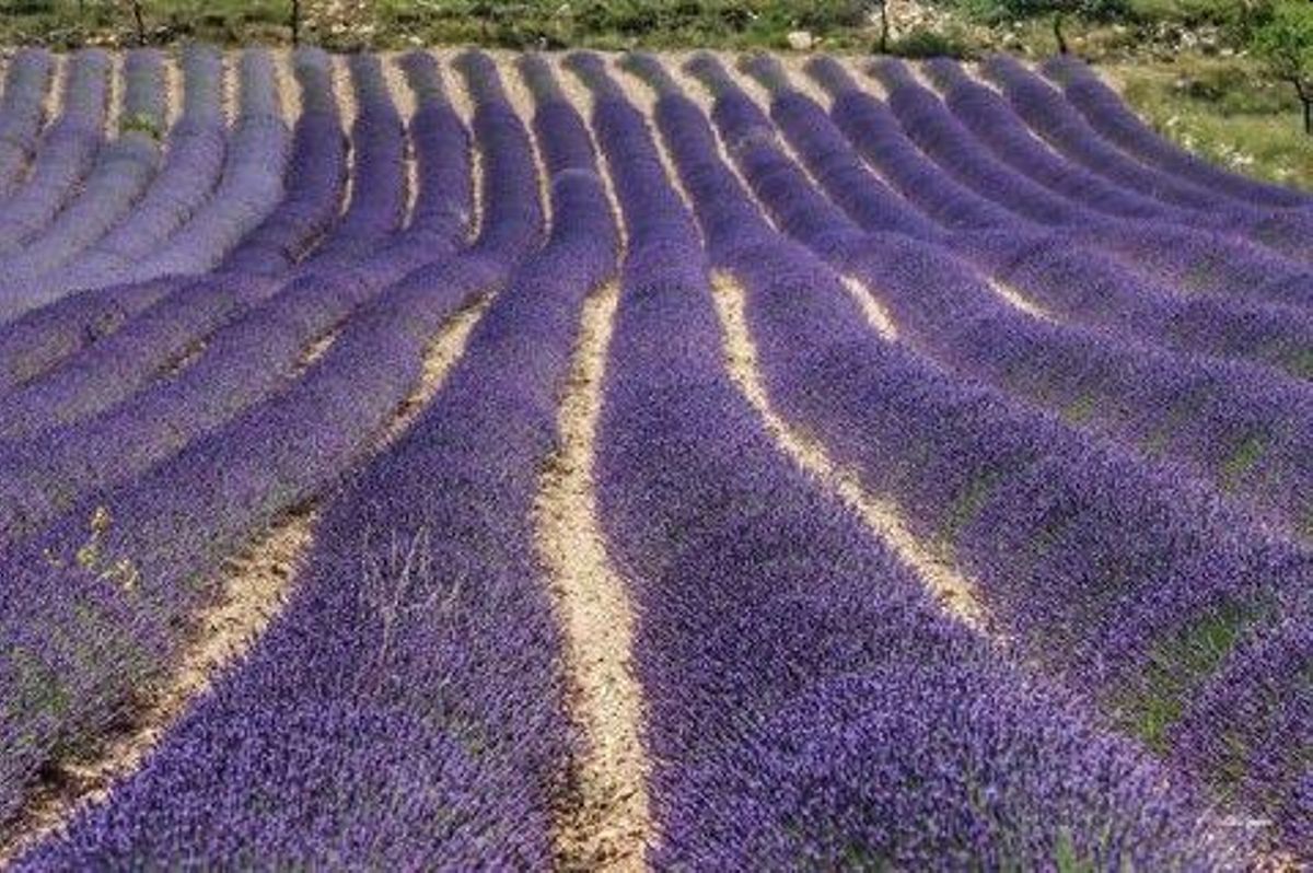 Campo de lavanda en El Pobo (Teruel).