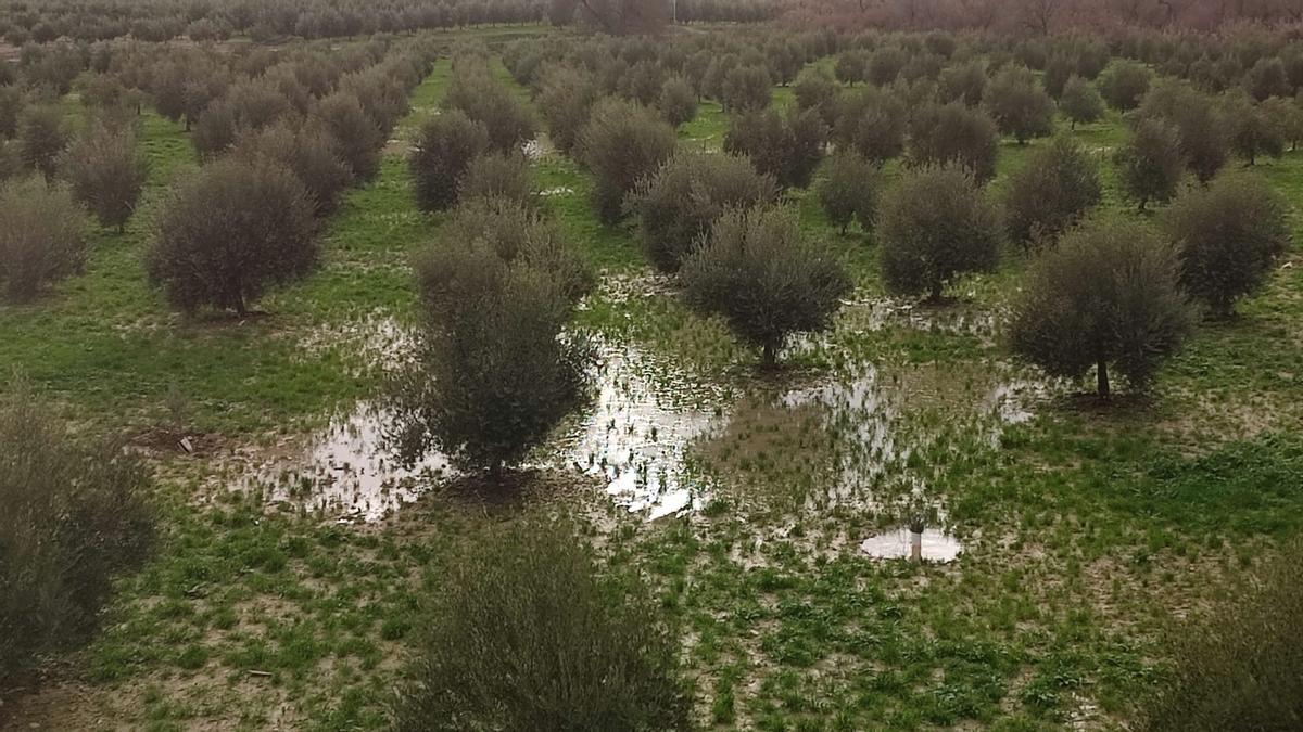 Imagen de un olivar de Córdoba tras el paso de la borrasca Kristin.