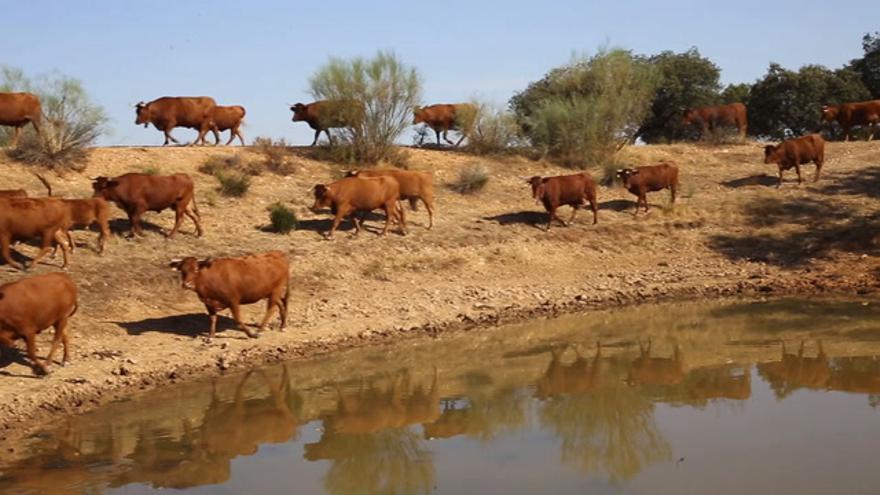 La falta de lluvias lleva al límite a los ganaderos