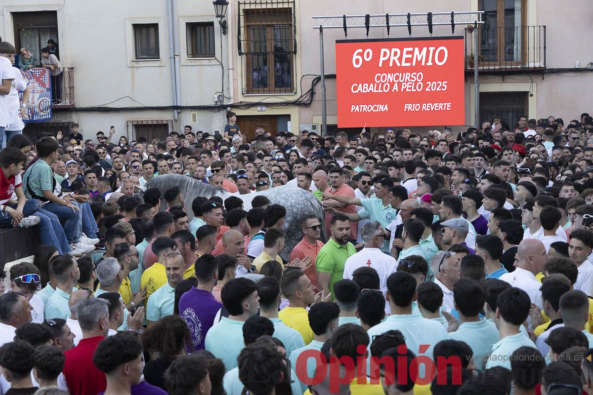 Fiestas de Caravaca | Entrega de premios del concurso morfológico